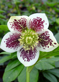 Helleborus x hybridus 'Painted'